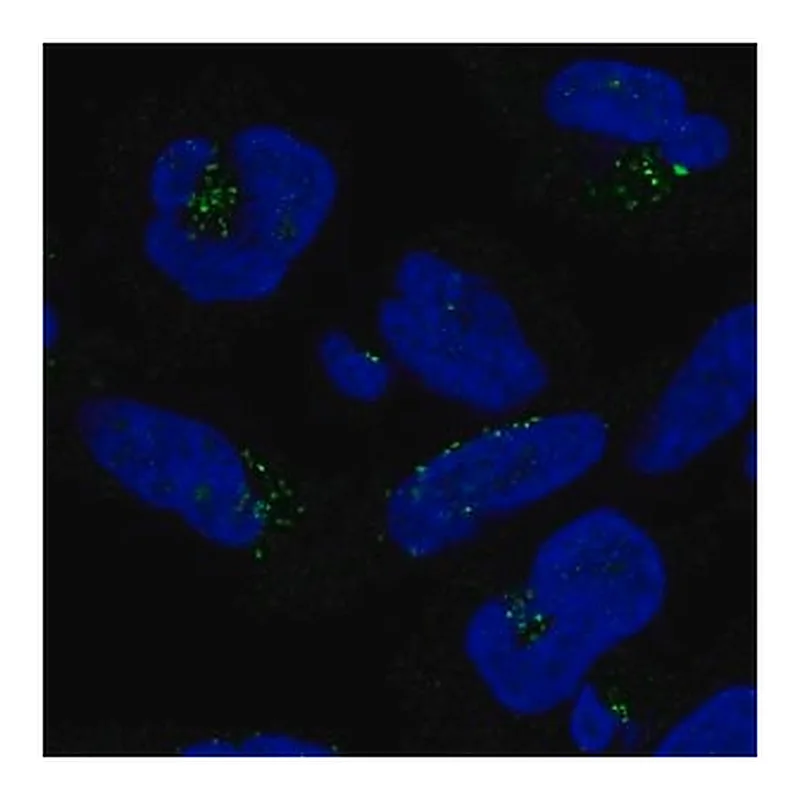 Merck Anti-DPH5 antibody produced in rabbit