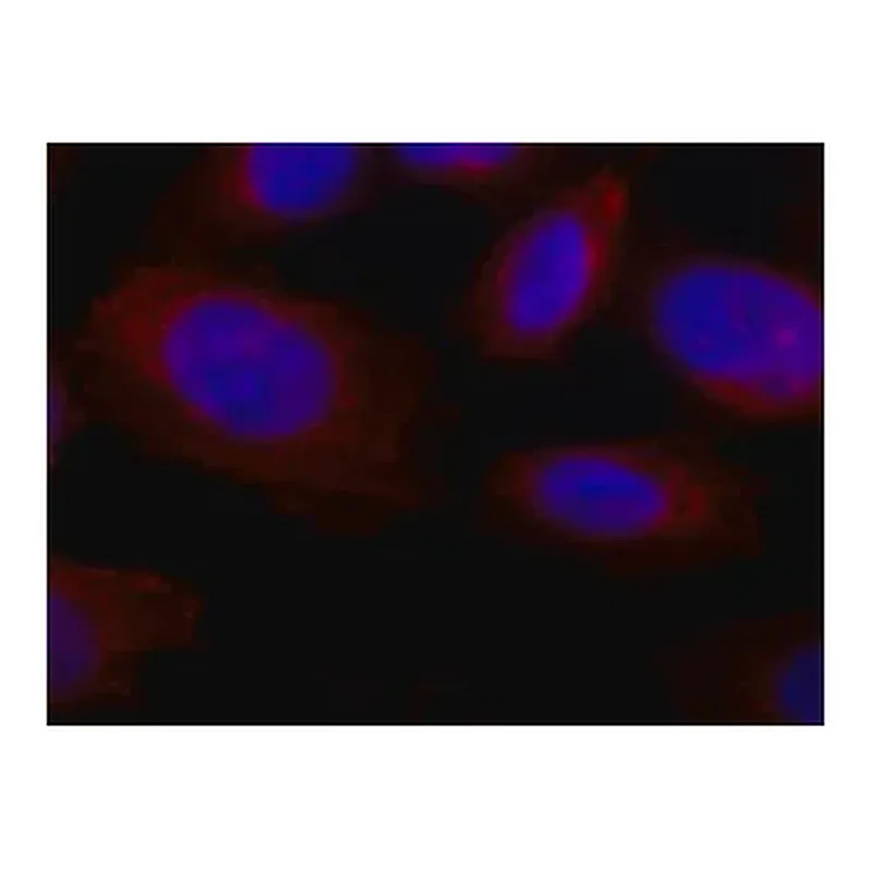 Merck Anti-Collagen, Type X antibody, Mouse monoclonal