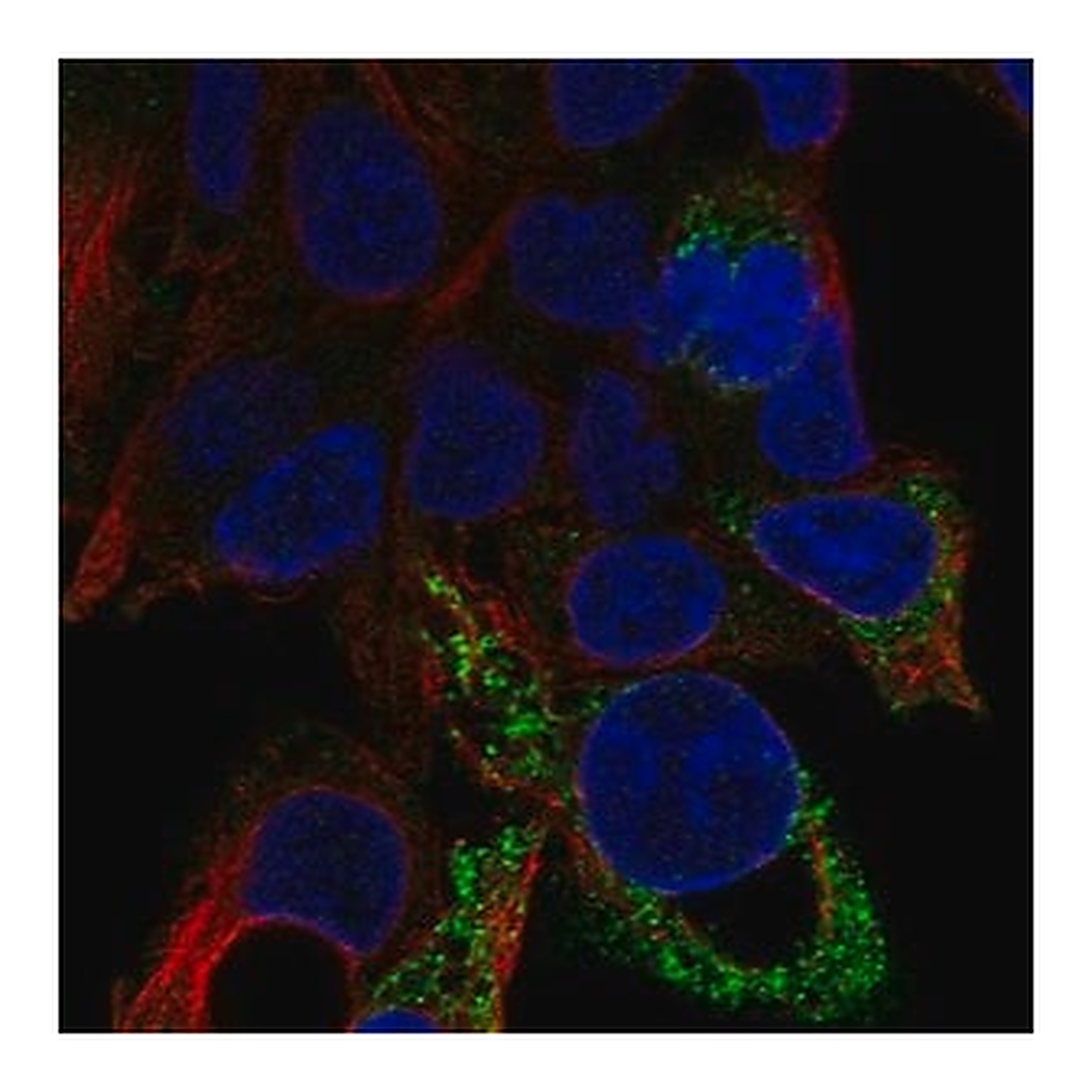 Merck Anti-D2HGDH antibody produced in rabbit