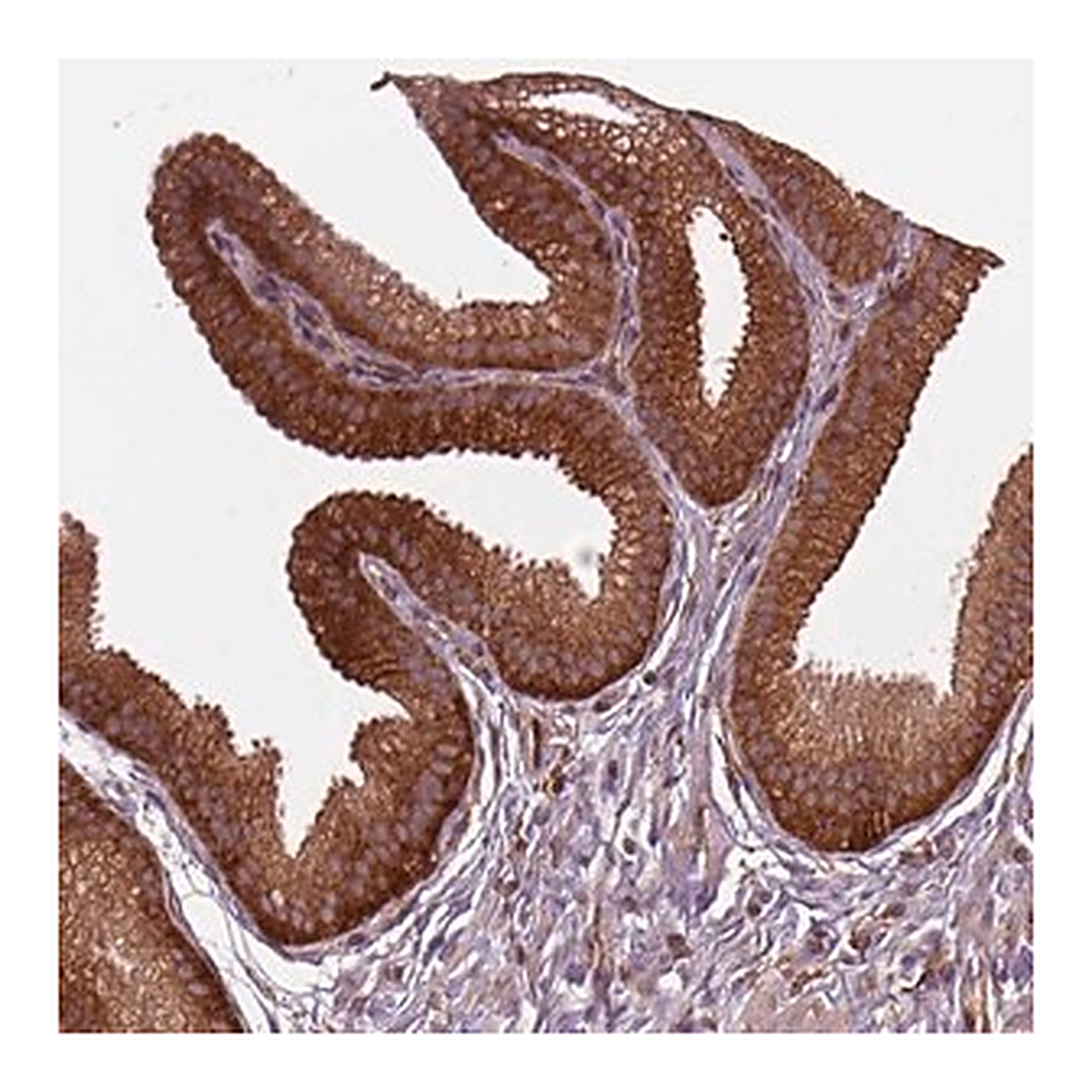 Merck Anti-WASHC2A antibody produced in rabbit