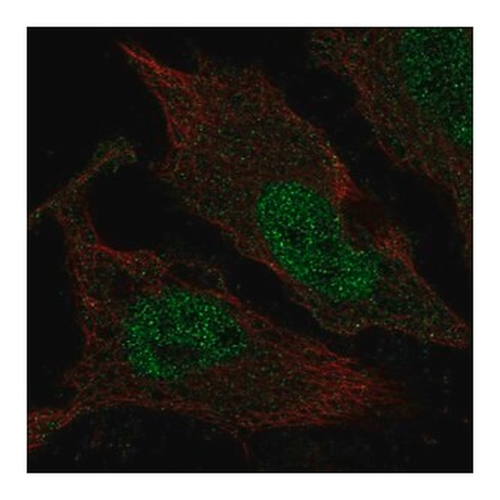 Merck Anti-TLX3 antibody produced in rabbit