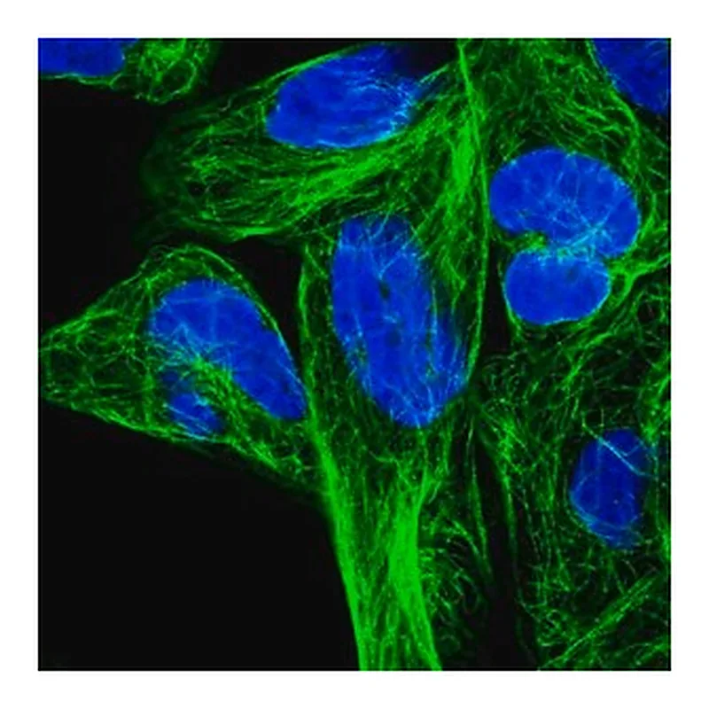Merck Anti-RPL6 antibody produced in rabbit