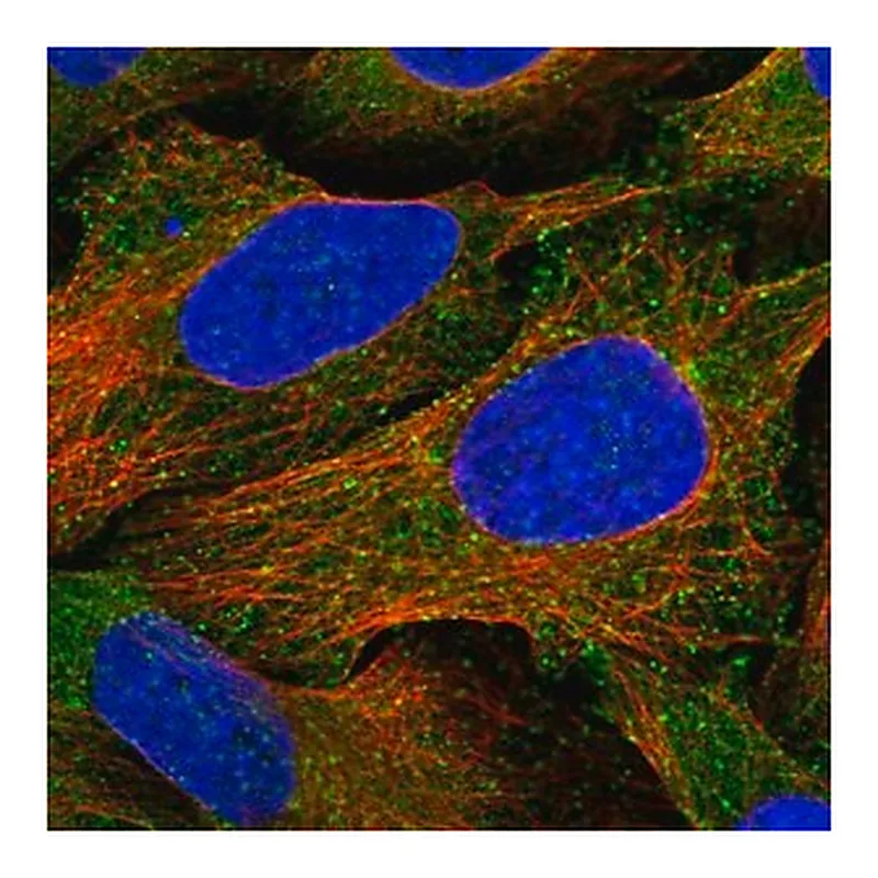 Merck Anti-EPS15 antibody produced in rabbit