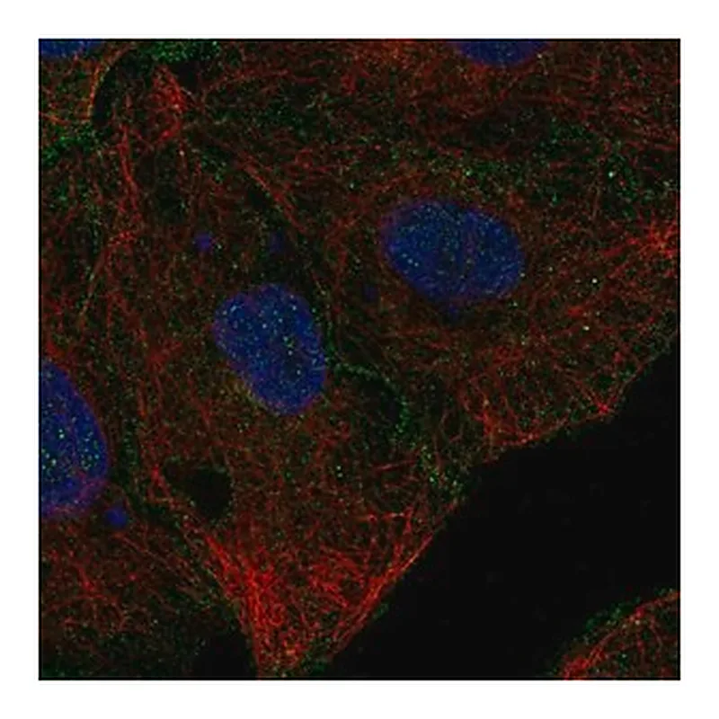 Merck Anti-CD99L2 antibody produced in rabbit