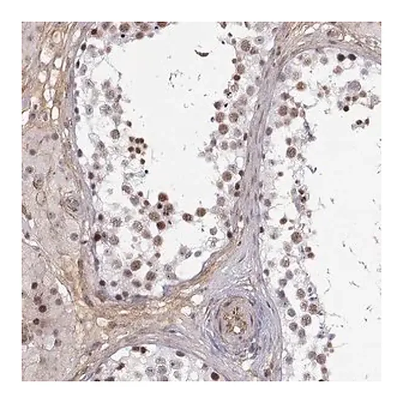 Merck Anti-CIR1 antibody produced in rabbit