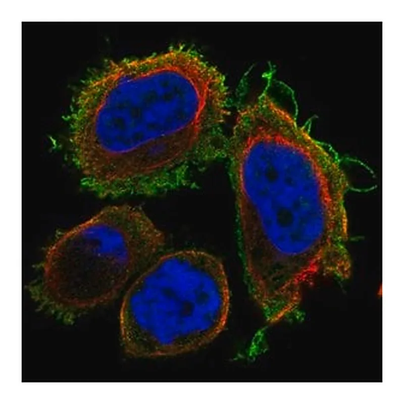 Merck Anti-DNAJB13 antibody produced in rabbit