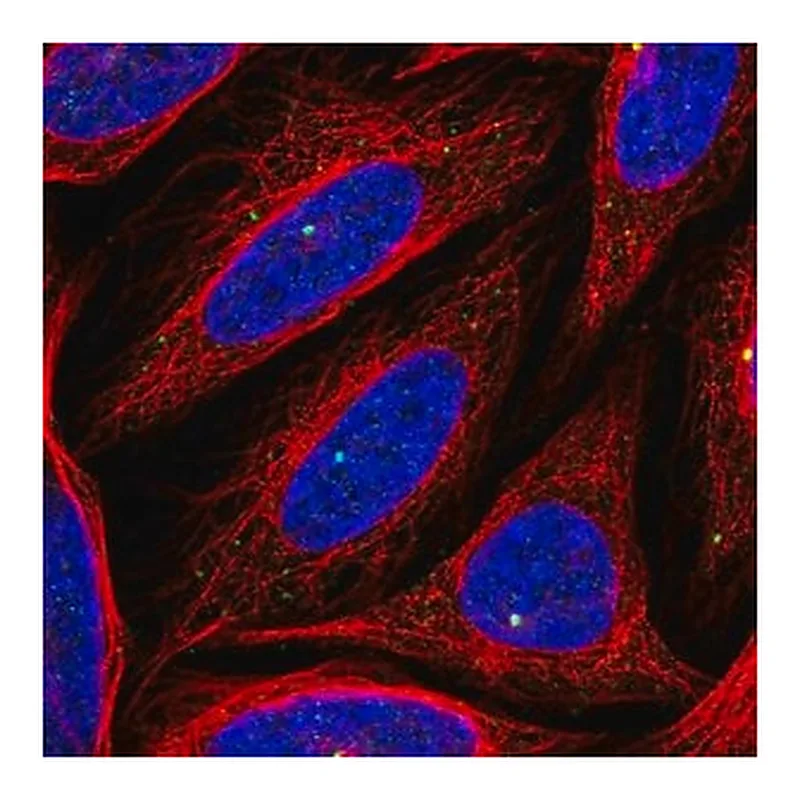 Merck Anti-CEP164 antibody produced in rabbit
