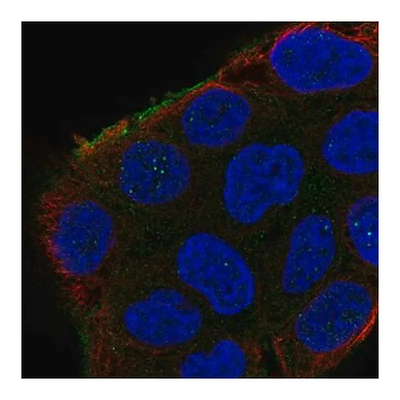 Merck Anti-SHROOM2 antibody produced in rabbit