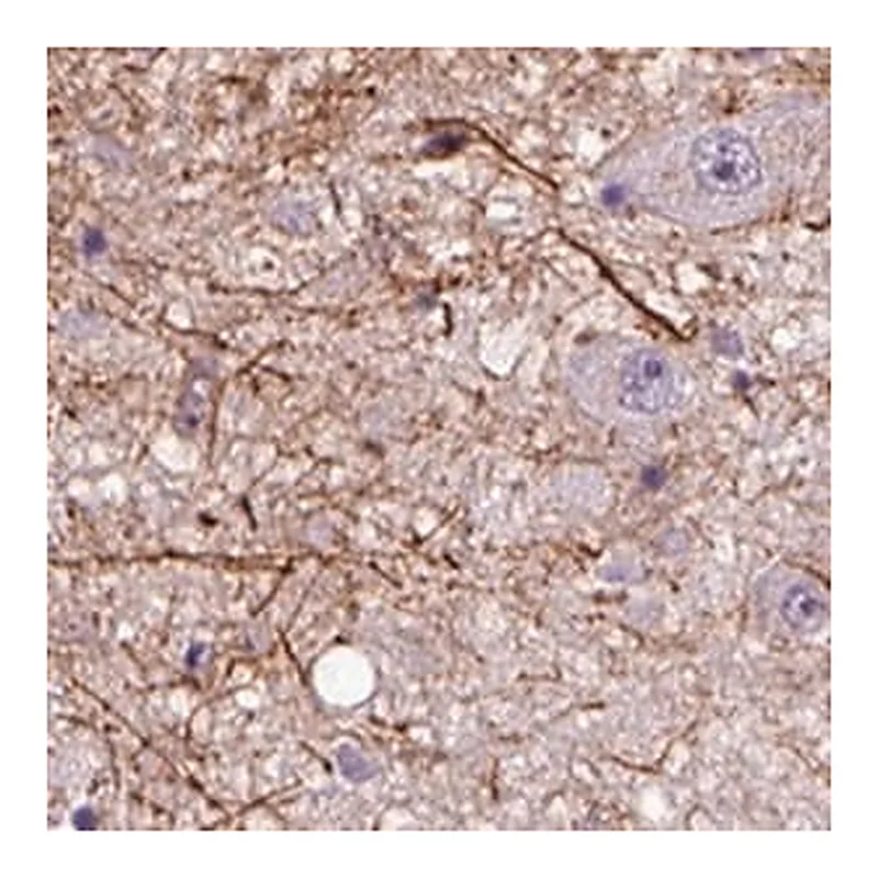 Merck Anti-ADRB3 antibody produced in rabbit