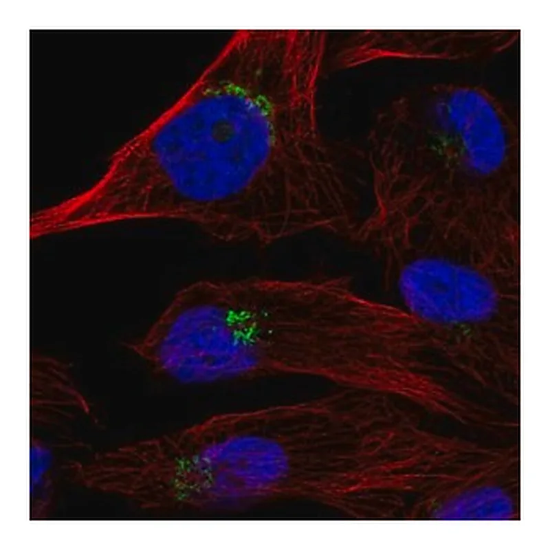 Merck Anti-TPST1 antibody produced in rabbit