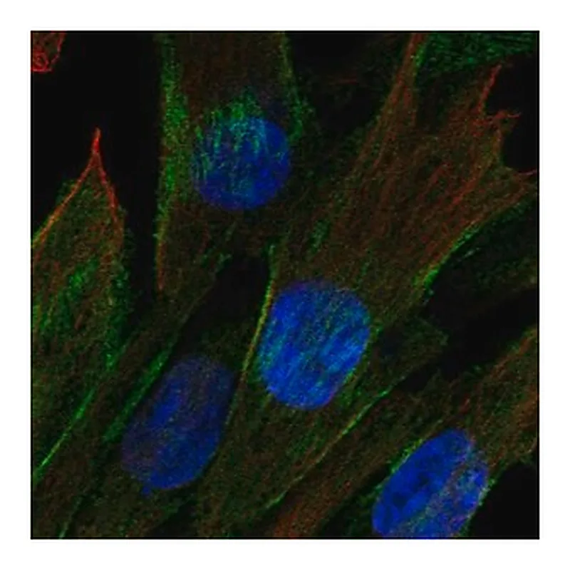 Merck Anti-CDC42EP3 antibody produced in rabbit