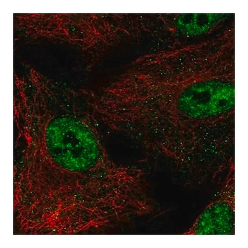 Merck Anti-NR0B1 antibody produced in rabbit