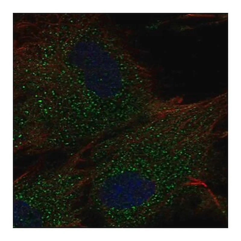 Merck Anti-RC3H2 antibody produced in rabbit