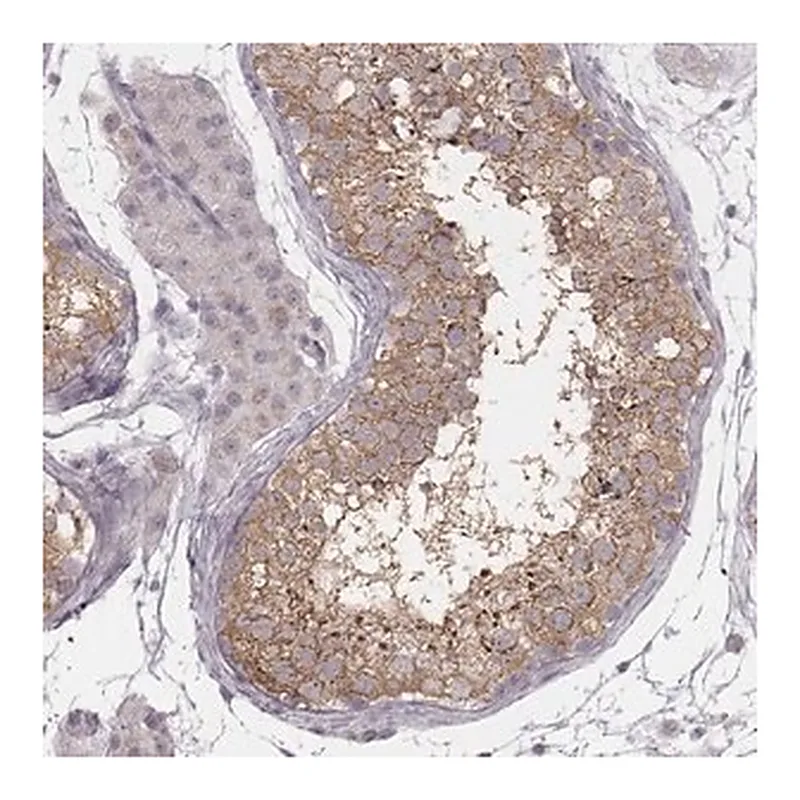 Merck Anti-KIF5C antibody produced in rabbit