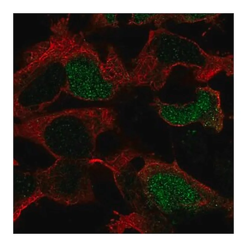 Merck Anti-POU3F4 antibody produced in rabbit