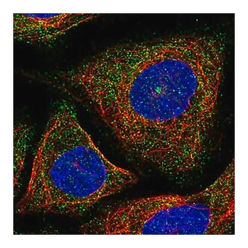 Merck Anti-VSIG10 antibody produced in rabbit