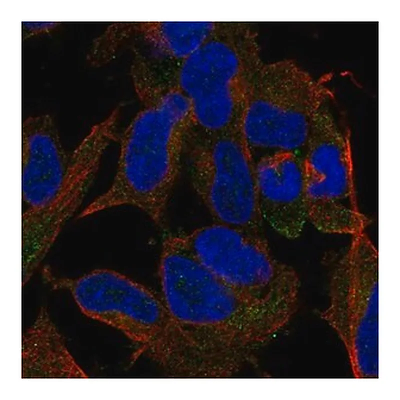 Merck Anti-TMEM169 antibody produced in rabbit