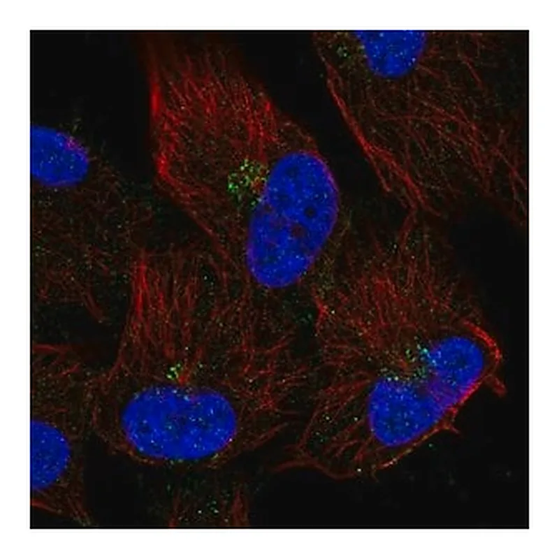Merck Anti-TMEM165 antibody produced in rabbit