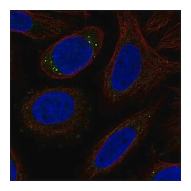 Merck Anti-CYP27C1 antibody produced in rabbit