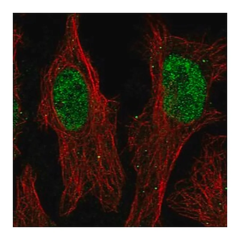 Merck Anti-ZNF320 antibody produced in rabbit