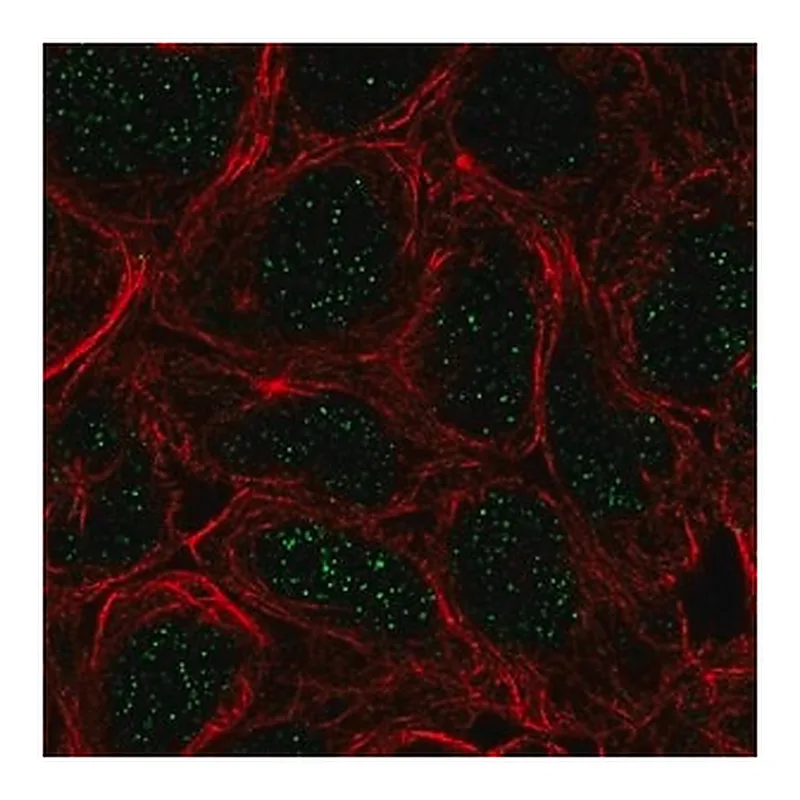 Merck Anti-TBX6 antibody produced in rabbit