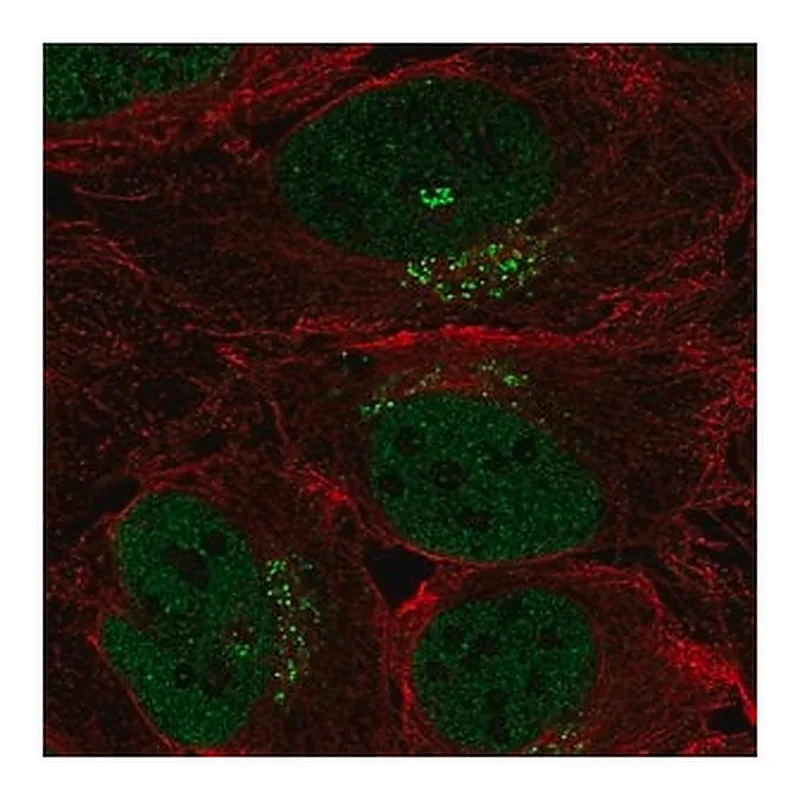 Merck Anti-SPSB4 antibody produced in rabbit