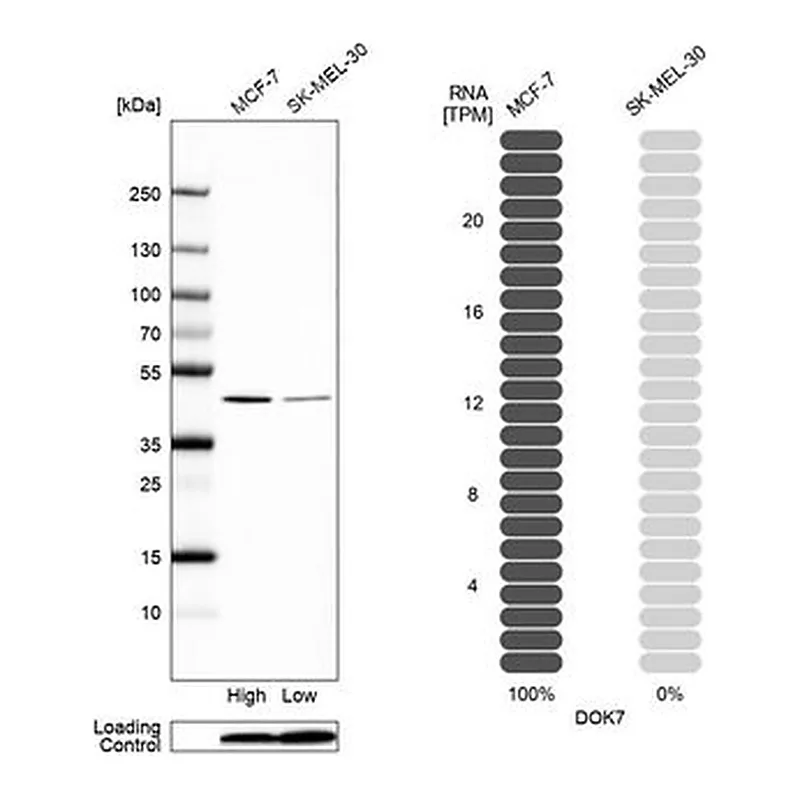 Merck Anti-DOK7 antibody produced in rabbit