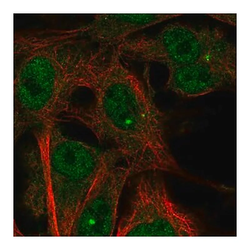 Merck Anti-TMEM169 antibody produced in rabbit