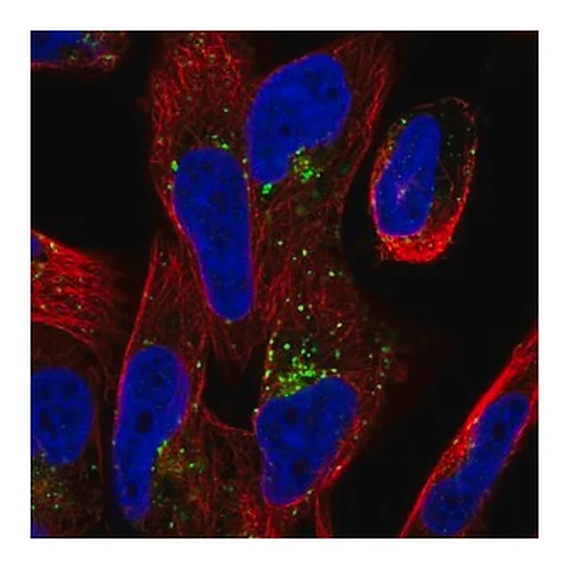Merck Anti-TMEM123 antibody produced in rabbit