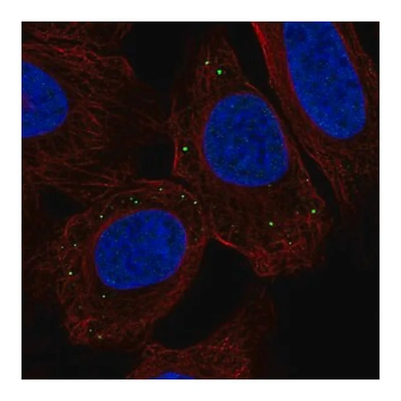 Merck Anti-TMEM215 antibody produced in rabbit