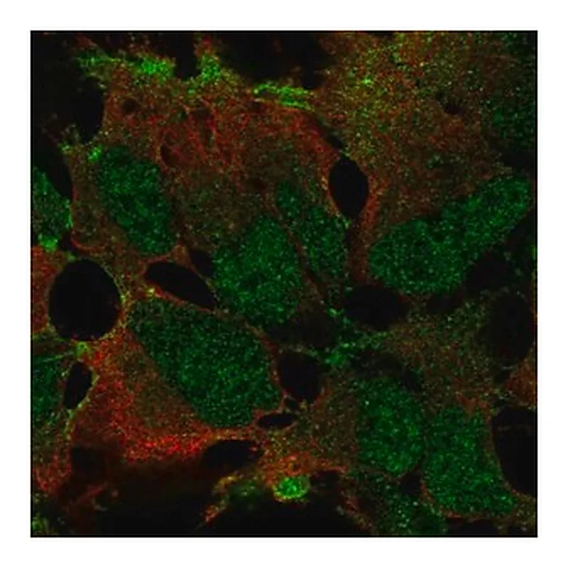 Merck Anti-ZNF560 antibody produced in rabbit
