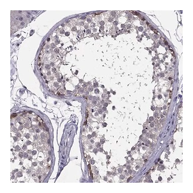 Merck Anti-HSFX2 antibody produced in rabbit