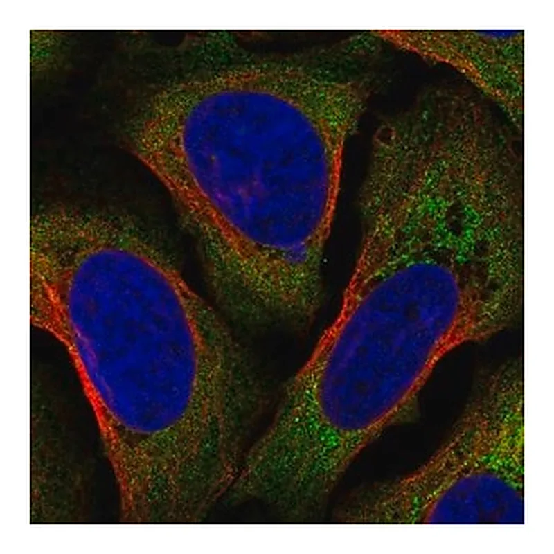 Merck Anti-AIF1 antibody produced in rabbit