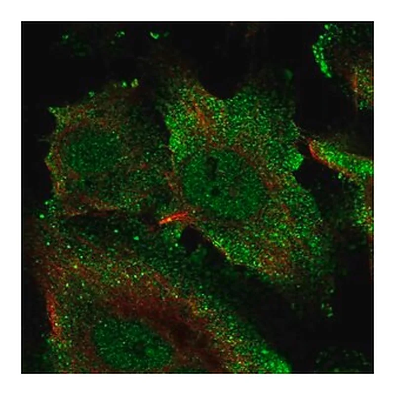 Merck Anti-ECSCR antibody produced in rabbit