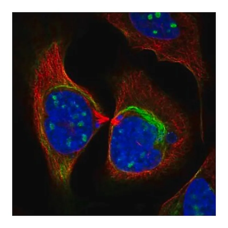 Merck Anti-ZNF404 antibody produced in rabbit