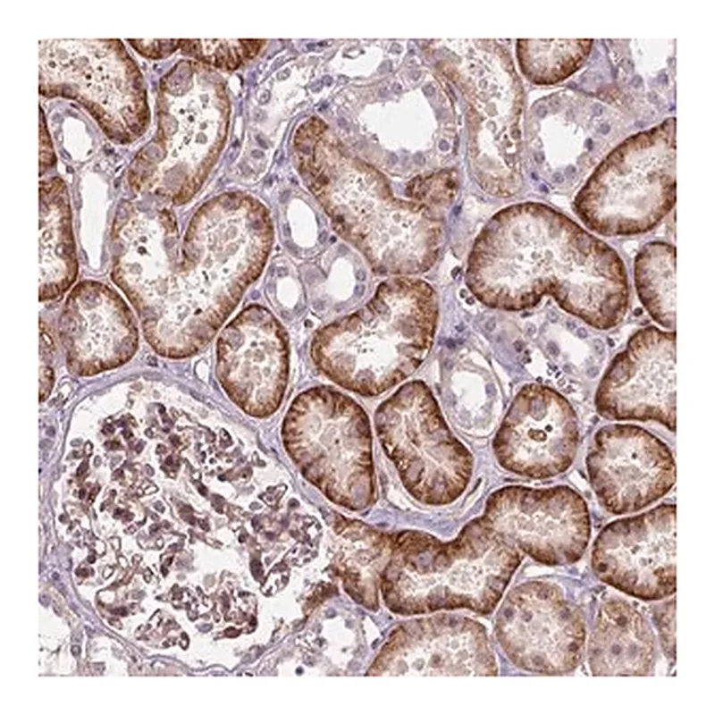 Merck Anti-VSTM5 antibody produced in rabbit