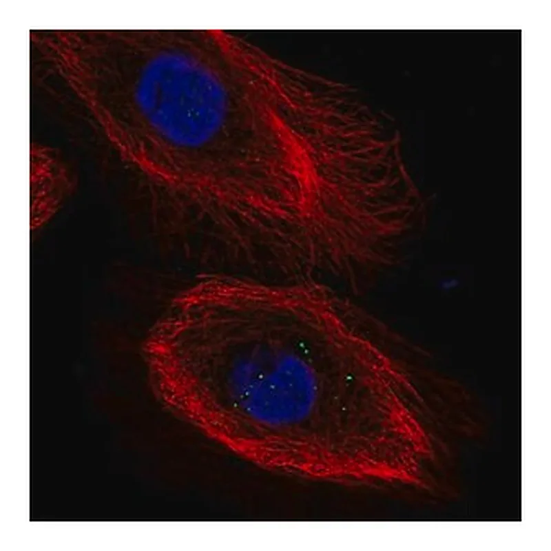 Merck Anti-IL20RB antibody produced in rabbit