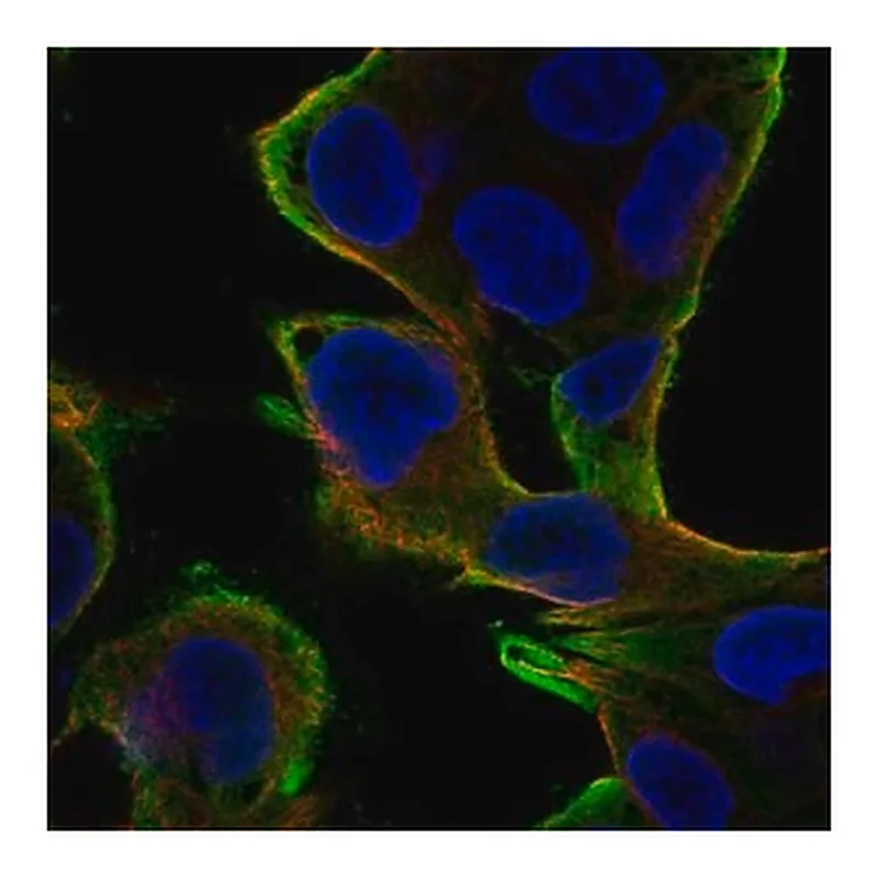 Merck Anti-PEBP1 antibody produced in rabbit