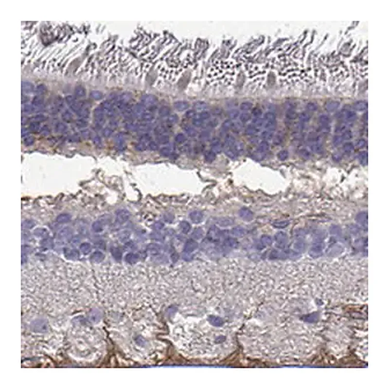 Merck Anti-SEMA4F antibody produced in rabbit