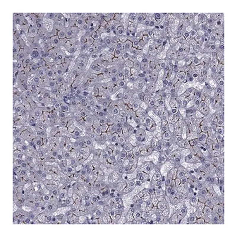 Merck Anti-SLC30A10 antibody produced in rabbit