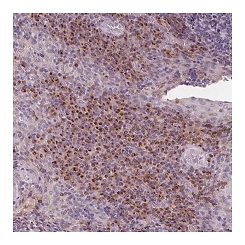 Merck Anti-IL9R antibody produced in rabbit
