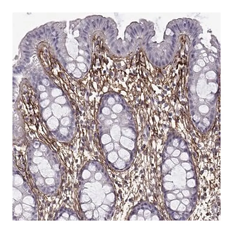 Merck Anti-EMILIN2 antibody produced in rabbit