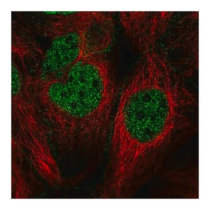 Merck Anti-CDC14B antibody produced in rabbit