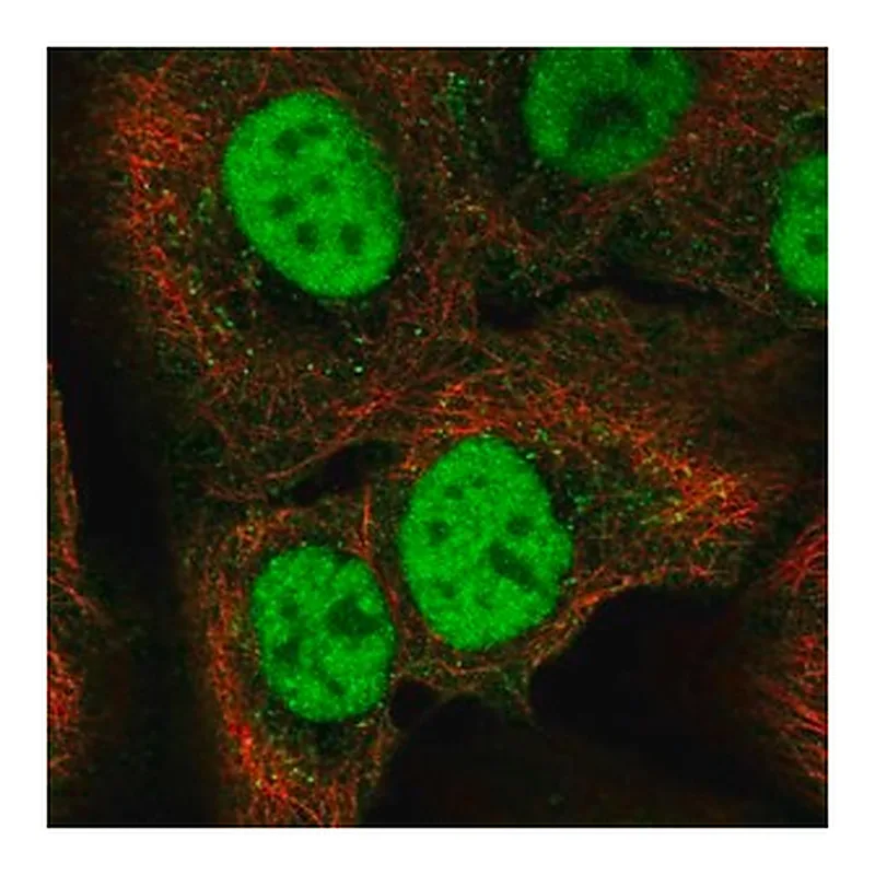 Merck Anti-C18orf25 antibody produced in rabbit