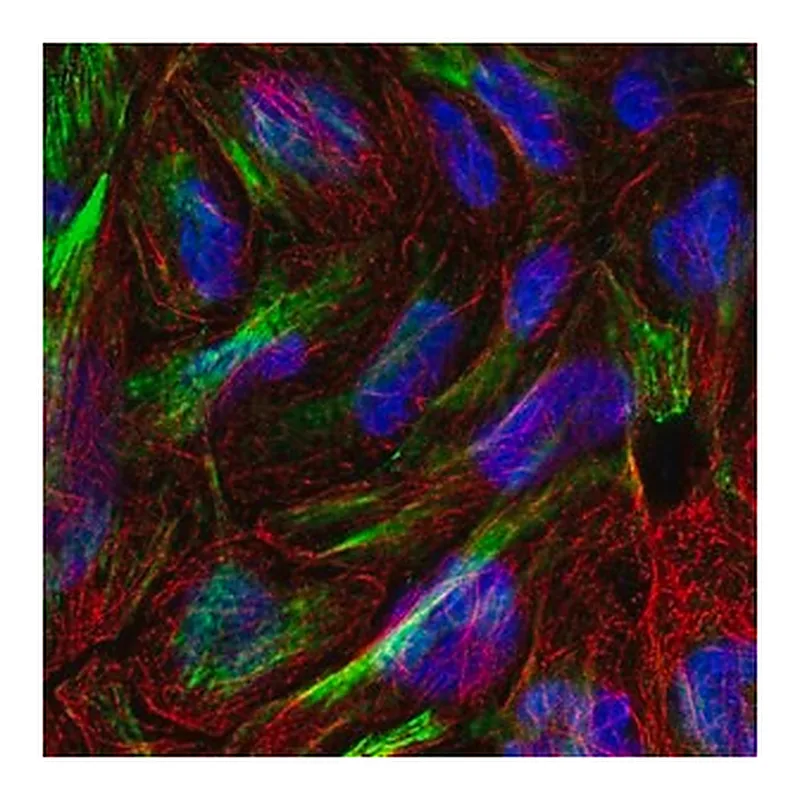 Merck Anti-XKR6 antibody produced in rabbit