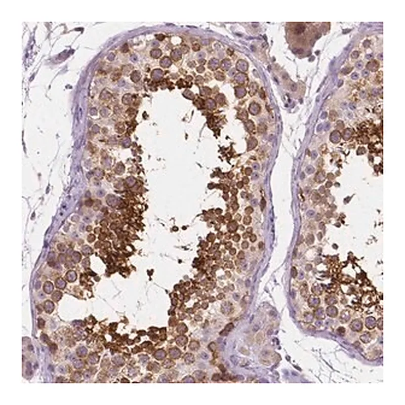 Merck Anti-SSSCA1 antibody produced in rabbit