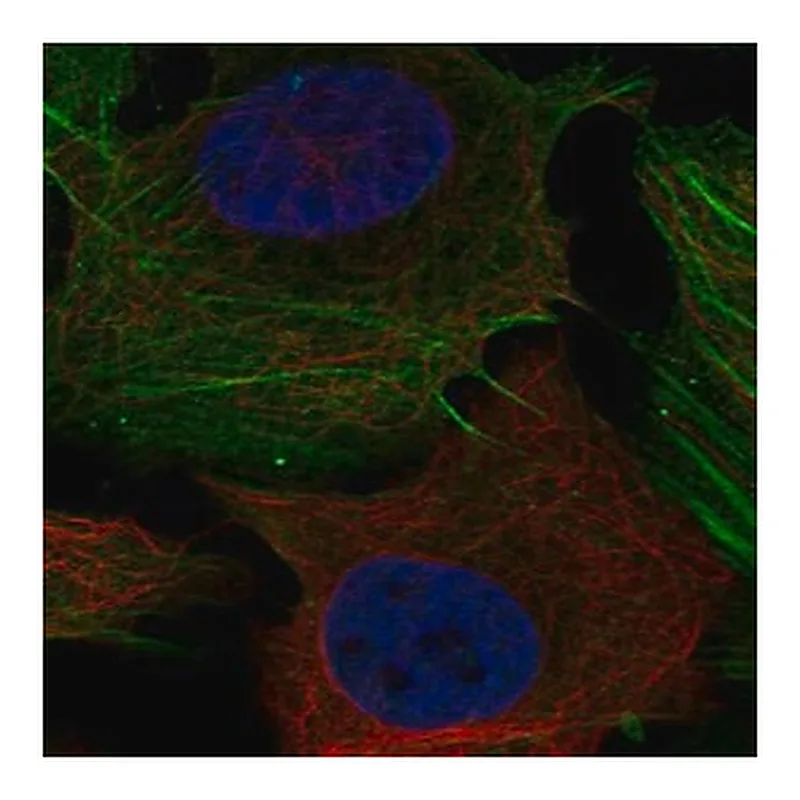 Merck Anti-PHOSPHO1 antibody produced in rabbit