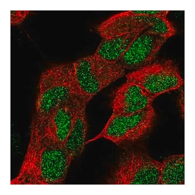 Merck Anti-ZNF184 antibody produced in rabbit