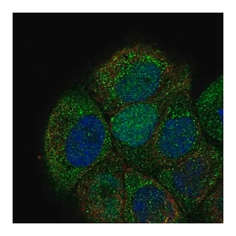 Merck Anti-CDC6 antibody produced in rabbit