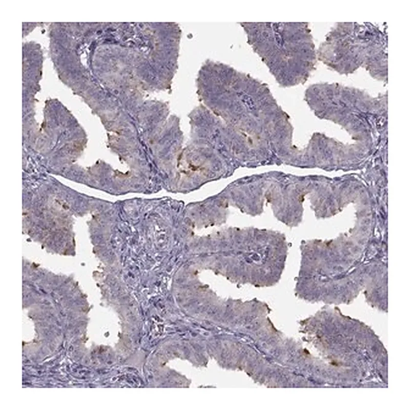 Merck Anti-C9orf116 antibody produced in rabbit
